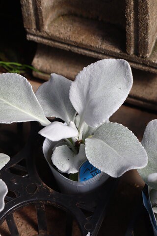 エキナセアの新色 エンジェルウイングス モナガーデン 中西園芸のblog