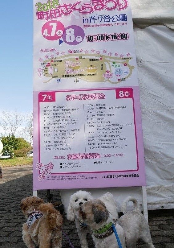 町田さくらまつり お預かり日記ブログ