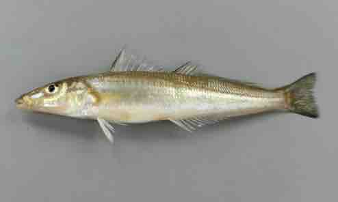 釣れたんじゃない釣ったんだ もなきちの釣果報告書