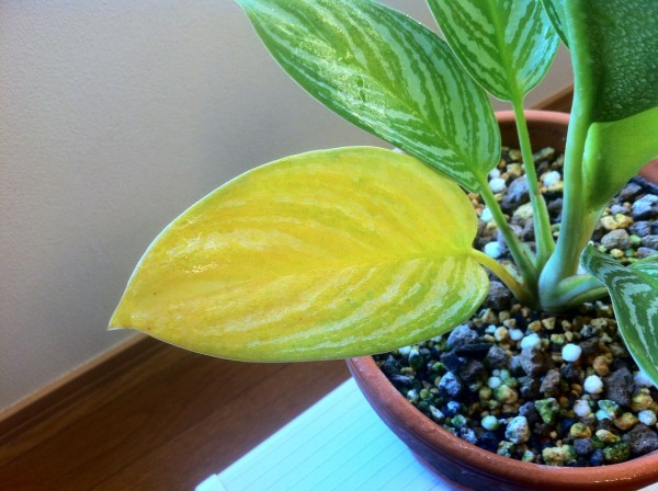 アグラオネマ ニティドゥム カーティシーの葉が枯れてきた 涙 ものとこころ