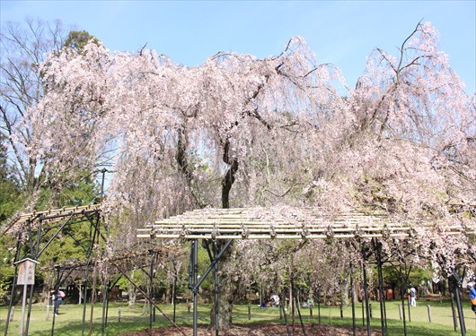 上賀茂神社の桜は青空の下で見るに限る 京都の外に住む京都好きのブログ
