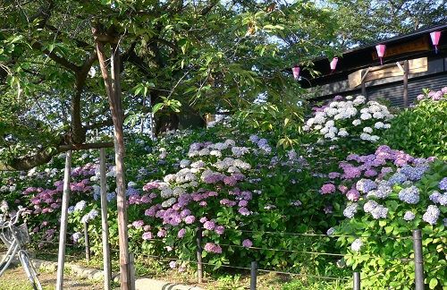 18 幸手権現堂 あじさい祭 おネストblog 18 幸手権現堂 あじさい祭 おネストblog