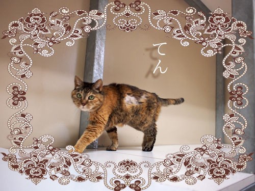 里親決定 成猫 てんちゃん ねこ90 動画あり あにまある支援隊 個人ボランティアのブログ 里親決定 成猫 てんちゃん ねこ90 動画あり あにまある支援隊 個人ボランティアのブログ