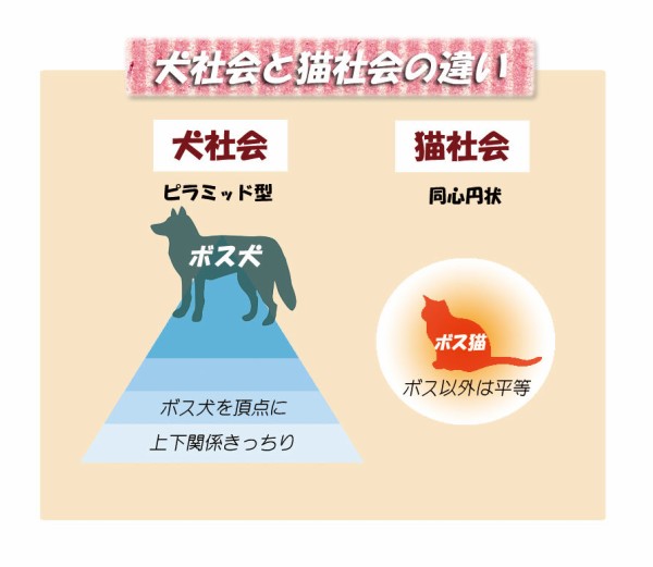 猫のきもちがわかる 講座 だよ あにまある支援隊 個人ボランティアのブログ