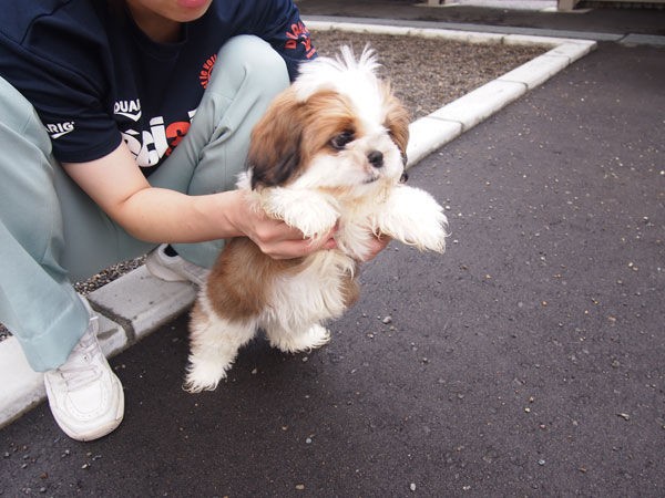 里親決定 小型犬 モヒカンくん 仮 いぬ56 動画あり あにまある支援隊 個人ボランティアのブログ