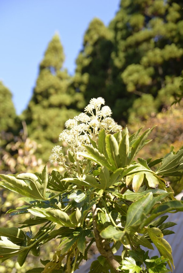ヤツデの花 木工房 弓槻