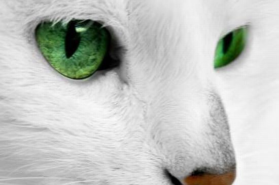 猫 の 目 宝石 クリソベリルキャッツアイ パワーストーン 天然石 猫目