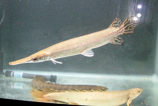 マンファリの人工飼料飼育 : 千一夜すもつくれん話