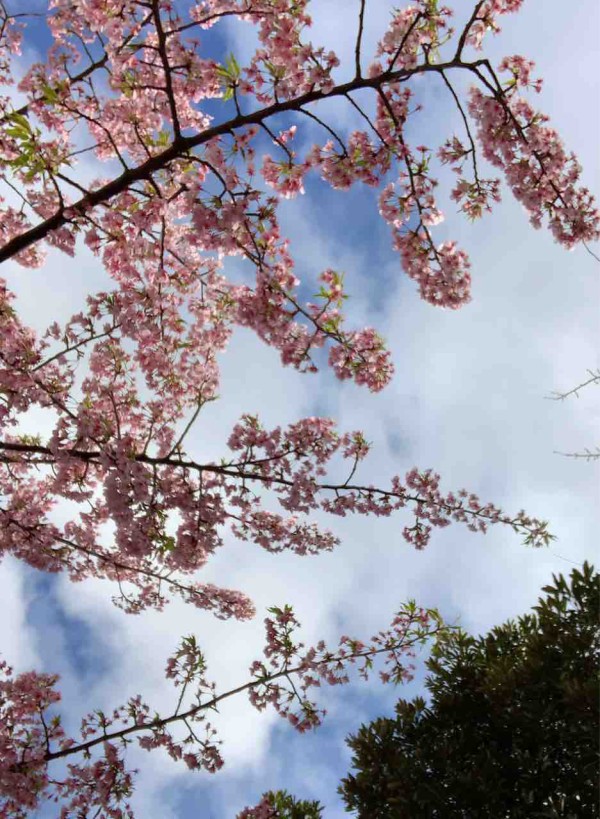 花散らしの風 ただのきなこぱん 花散らしの風 ただのきなこぱん