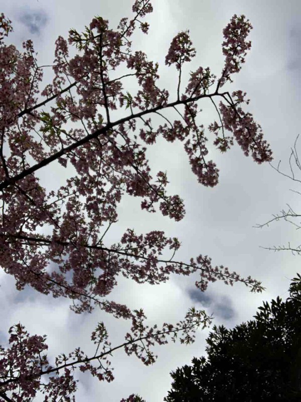 花散らしの風 ただのきなこぱん 花散らしの風 ただのきなこぱん