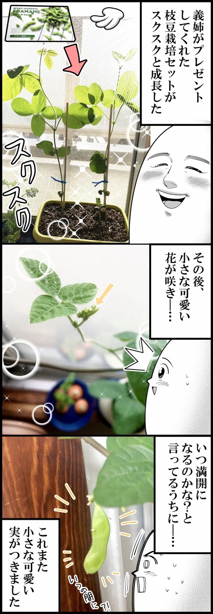 初めての枝豆栽培 収穫と実食 も さんの隙あらば自分語り Powered By ライブドアブログ