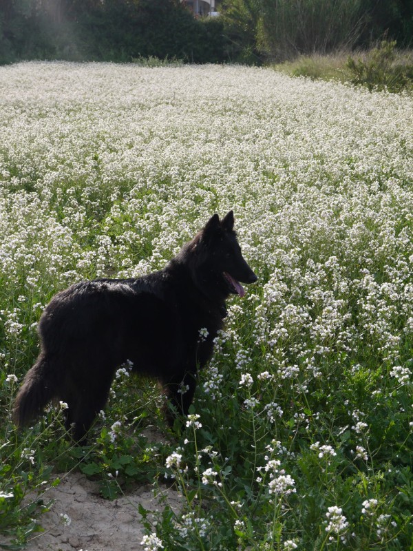 白い菜の花 Black In White スペインの暮らし Moraira