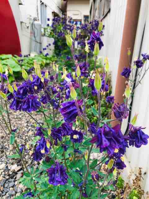 今年も青と紫オダマキが綺麗に咲きました 森本石油のブログ