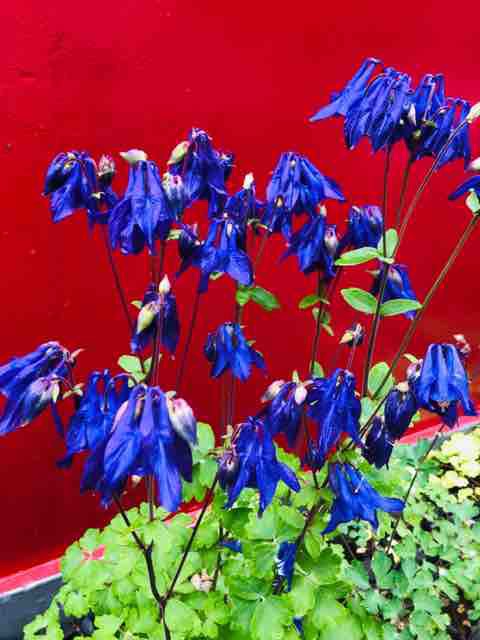 今年も青と紫オダマキが綺麗に咲きました 森本石油のブログ