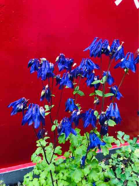 今年も青と紫オダマキが綺麗に咲きました 森本石油のブログ