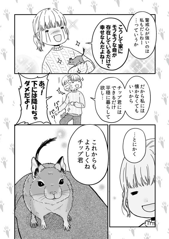 デグーは人懐っこい 懐かない事もある デグーのチップ君