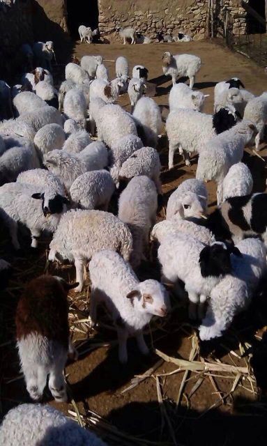 子羊たちが可愛い モンゴル情報クローズアップ