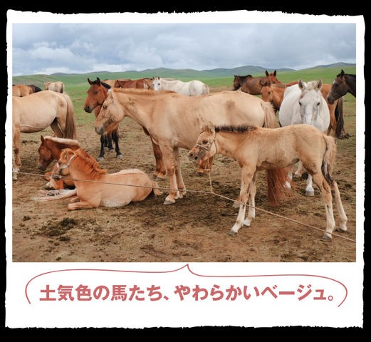 モンゴル3日目 馬の乳搾り 2 モンゴル旅行記7 モンゴル情報クローズアップ