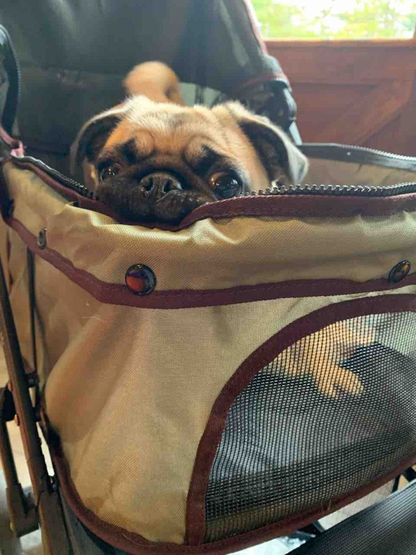 ぱくちゃん来たよ 森の日曜日の看板犬もものblog