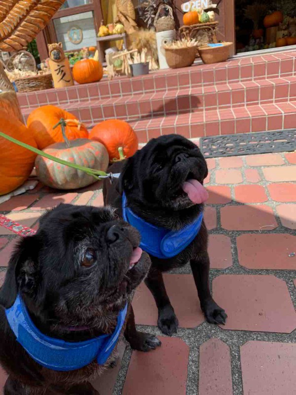 パクちゃん 森の日曜日の看板犬もものblog