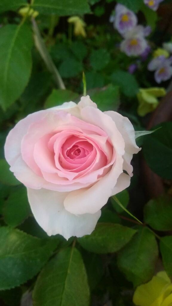 薔薇 春乃が咲きました リザータおばさんの小さな森