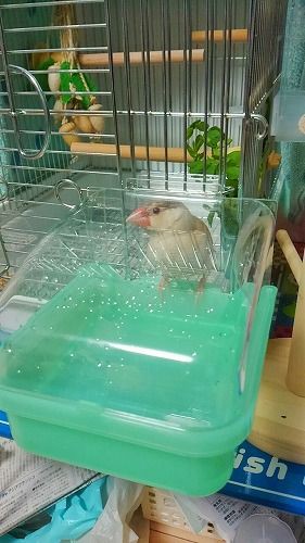 バードバス 取り付け成功しました 文鳥のもんちゃん