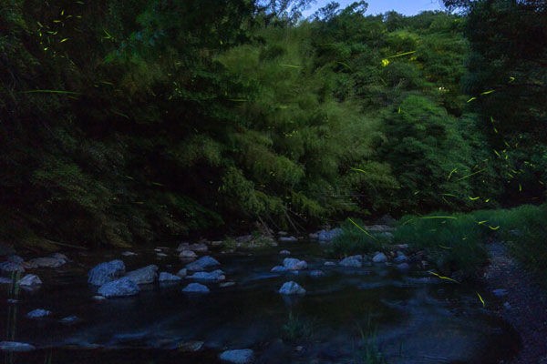 草の木、ホタルにて ほたる・赤（720ml） | 岩手くずまきワイン