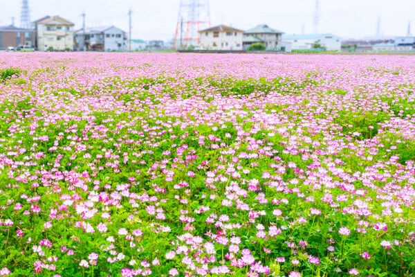 三島江の「レンゲの里」を一般公開するみたい。4月6日〜30日 : 高槻つ