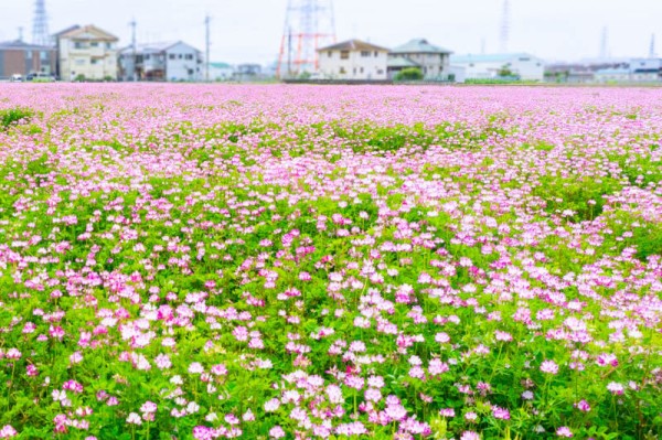 絨毯みたいになってた三島江のレンゲ【たかつーフォト】 : 高槻つーしん
