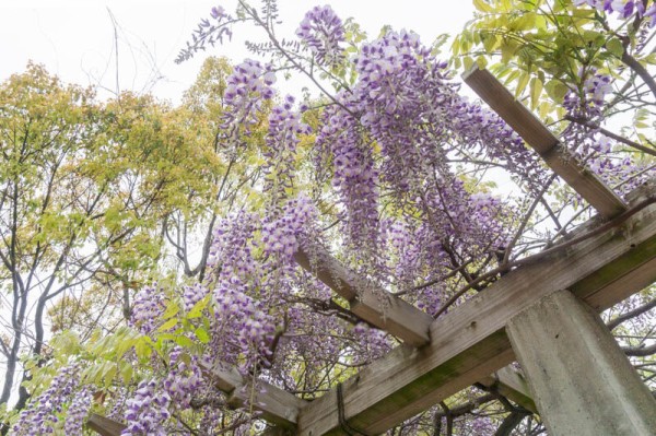 公園の藤の花が満開 たかつーフォト 高槻つーしん