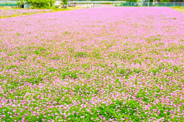 絨毯みたいになってた三島江のレンゲ【たかつーフォト】 : 高槻つーしん
