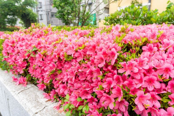 守口市の花 サツキ があちこちで見頃 もりつーフォト 守口つーしん