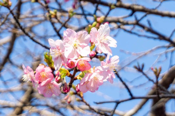 鶴見緑地公園で桜が開花 梅もいい感じ もりつーフォト 守口つーしん