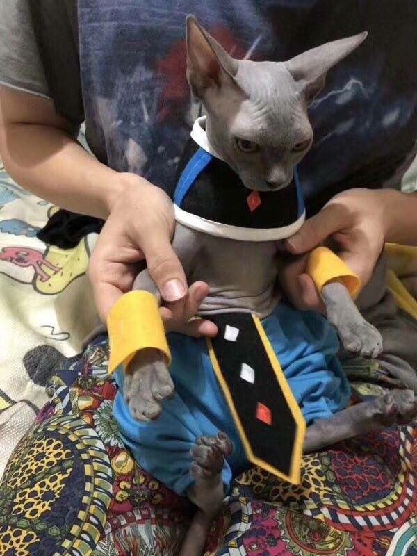 画像 ドラゴンボールのビルス様リアルで発見される モル速 Morusoku