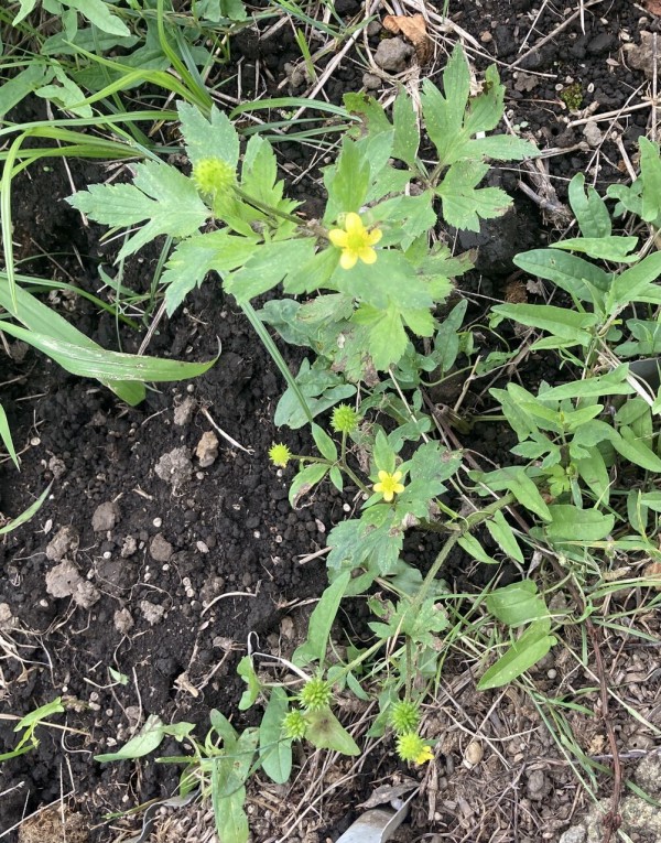 ケキツネノボタン そこら辺の花々
