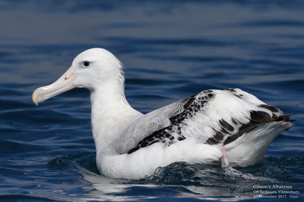 NZ Day2 Kaikoura④ Antipodean Albatross(Gibson's Albatross