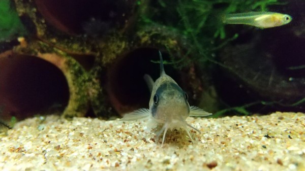 moti_aquariumのお魚さんたち！ : motiのアクアリウム記録(moti_aquarium)