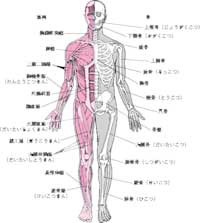 筋肉と骨格を知ろう Motoスタジオ 京都イラスト ｗｅｂデザイナー日記
