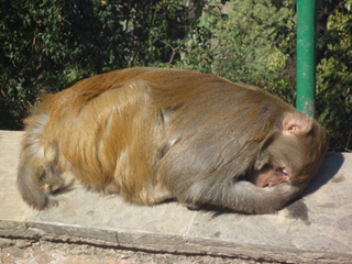 スワヤンブナートの猿 ネパールの日常 旅行情報