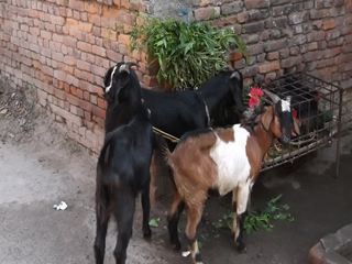 ヤギの種類 ネパールの日常 旅行情報
