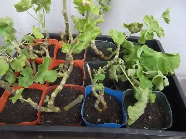 ベゴニアの挿し芽 ゼラニウムの挿し木 花壇と家庭菜園 手入れ記録