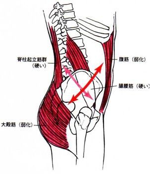 13 骨盤は前傾させた方がいい Move Active のブログ