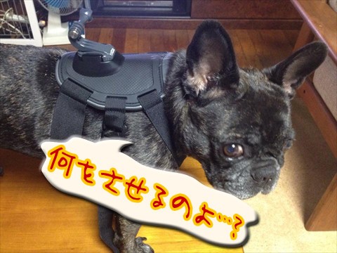 開封 装着の儀 Gopro新マウント 犬用のハーネスマウントfetchを購入 Goproとeosと旅行と釣りと 道楽ブログ