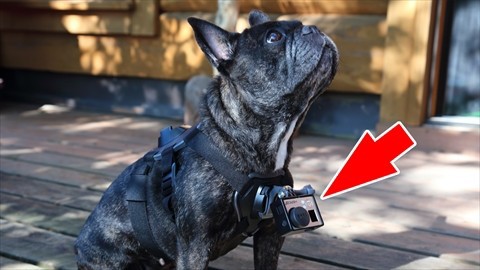 動画あり Gopro Fetchの試し撮り 300mm延長アームも使ってみました Goproとeosと旅行と釣りと 道楽ブログ