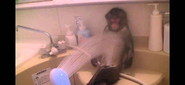優雅にシャワーを浴びさせてもらうお猿さん 癒しのペット動画まとめ