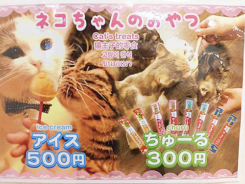 先週オープンの猫カフェ Puchi Marry ぷちまりー 函館店 に行ってきた あなたは おもしろマガジン