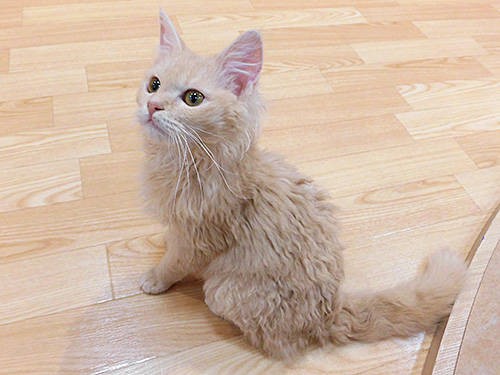 先週オープンの猫カフェ Puchi Marry ぷちまりー 函館店 に行ってきた あなたは おもしろマガジン