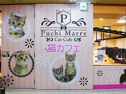 先週オープンの猫カフェ Puchi Marry ぷちまりー 函館店 に行ってきた あなたは おもしろマガジン