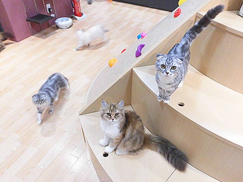 先週オープンの猫カフェ Puchi Marry ぷちまりー 函館店 に行ってきた あなたは おもしろマガジン