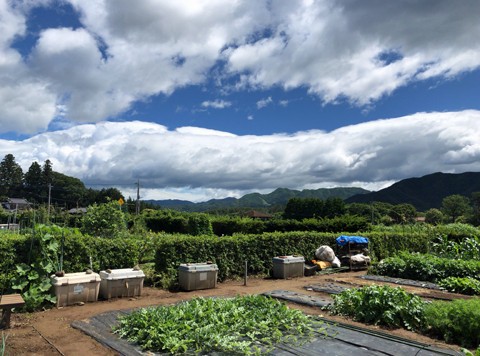 モーニング グローリー 珍国際の隠れ家